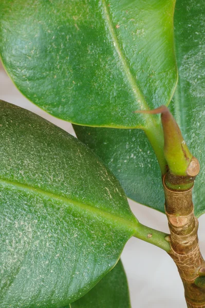 Heimpflanze durch Insekten / Thripse beschädigt Stockbild