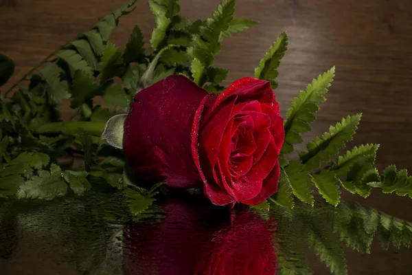 Rote Rose und Farn — Stockfoto