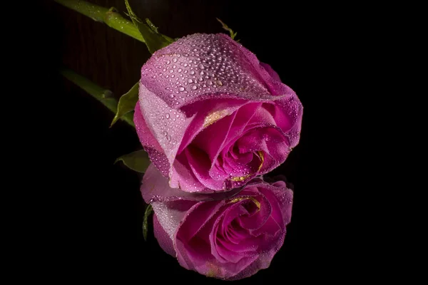 Ayna üzerinde pembe Gül