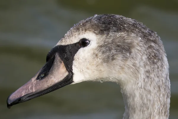 Retrato de um cisne — Fotografia de Stock