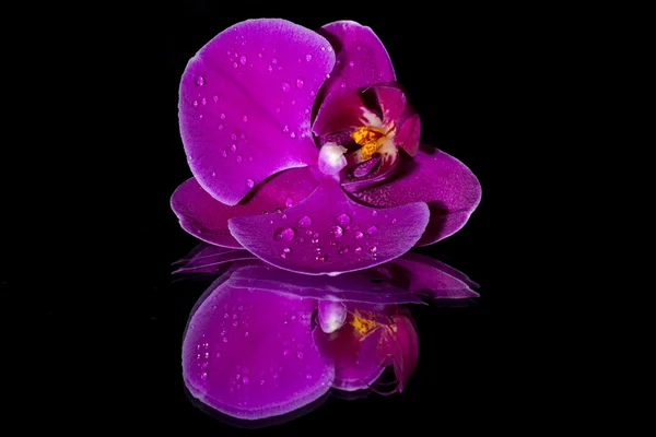 Orchidea viola isolata — Foto Stock