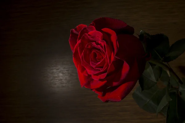 Sötétvörös rózsa — Stock Fotó