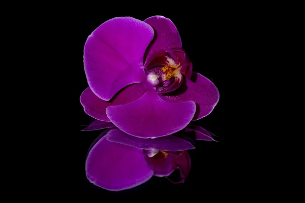 Details of purple orchid — Stock Photo, Image