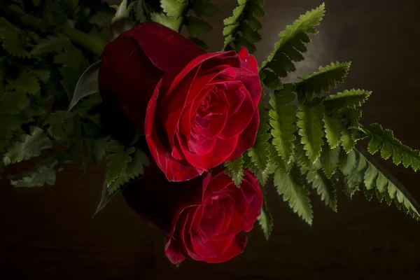 红玫瑰和蕨类植物 — 图库照片