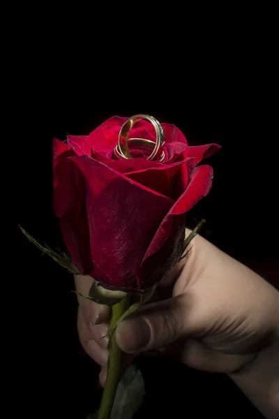 Δαχτυλίδι σε κόκκινο τριαντάφυλλο — Φωτογραφία Αρχείου
