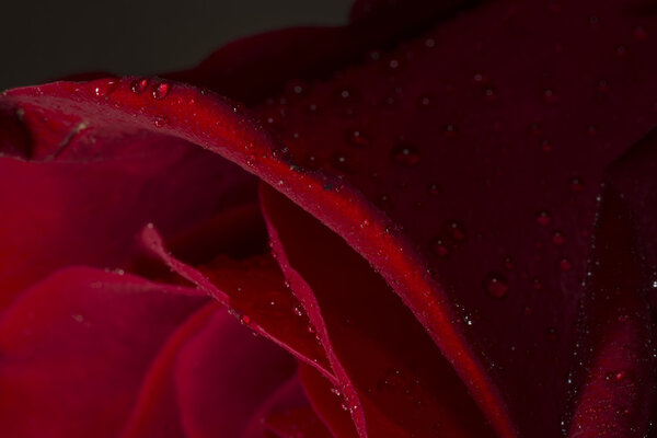 Details of red rose isolated on black background