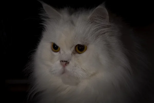 Witte mannelijke kat — Stockfoto
