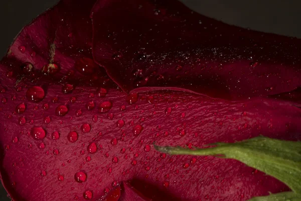 Gocce d'acqua e rosa rossa — Foto Stock