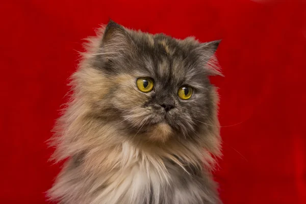 Persiska grå katt — Stockfoto