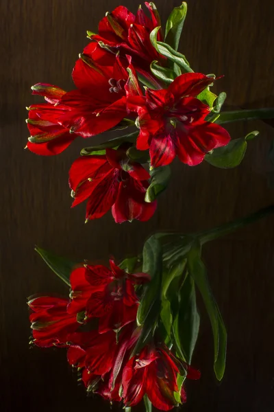 Red spring flowers — Stock Photo, Image