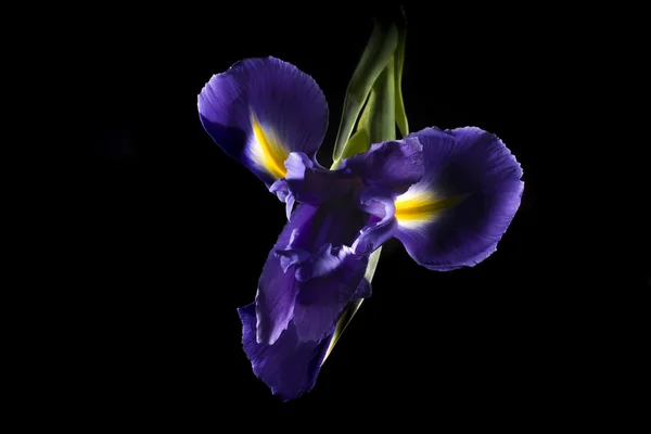 Close up on Iris flower — Stock Photo, Image