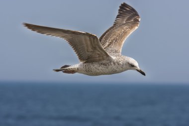 Mavi gökyüzü üzerinde martı 