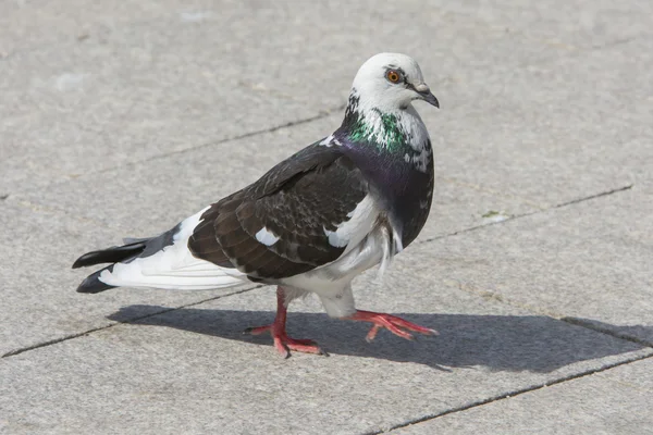 Pigeon on alley — Stock Photo, Image