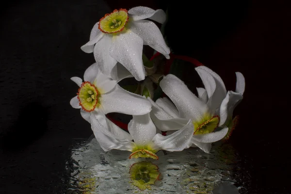 Narcisy, jarní květiny — Stock fotografie
