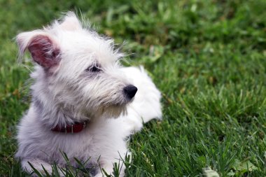Tatlı beyaz köpek. 