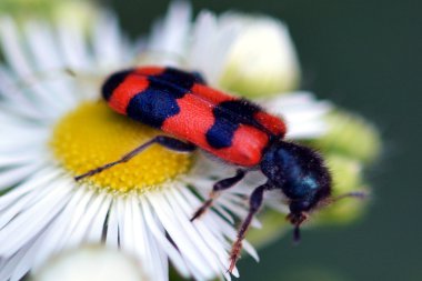 Çiçek besleme hata
