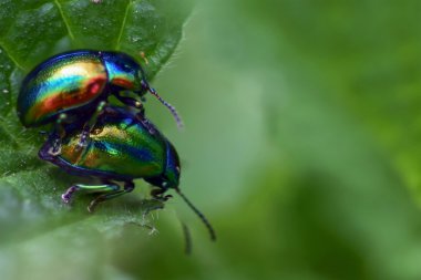 İki güzel yeşil böcek 