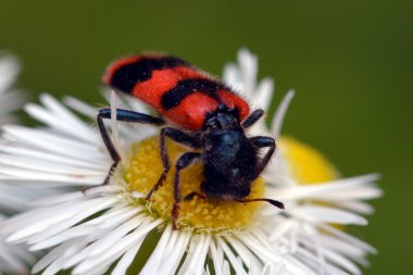 Çiçek besleme hata