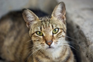 Yeşil gözlü yolunu yitirmek kedi