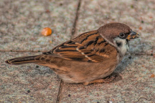 Little sparrow op alley — Stockfoto