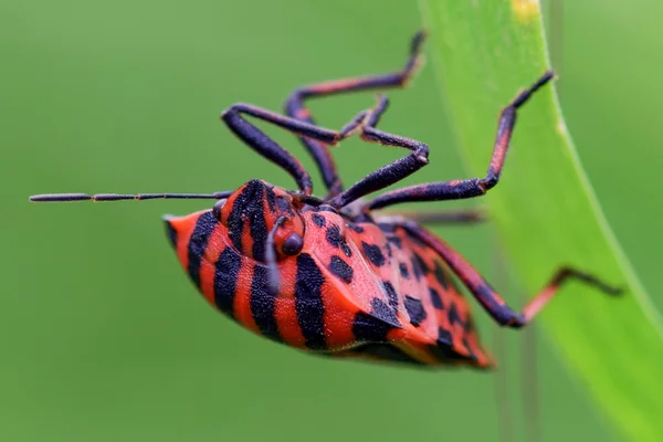 Rojo negro rayas escudo insecto — Foto de Stock
