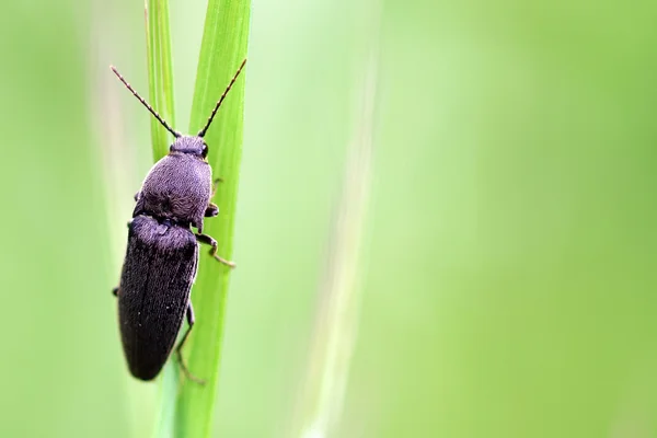 Bug descansando sobre una hoja — Foto de Stock