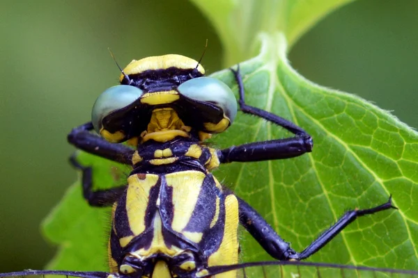Zwarte en gele insect — Stockfoto