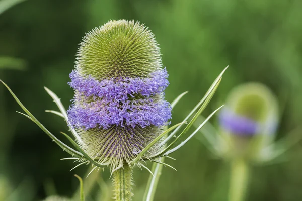 Wild purple flower