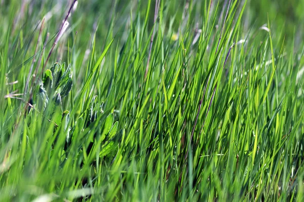 Campo di erba — Foto Stock