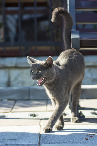 Gri yolunu yitirmek kedi 
