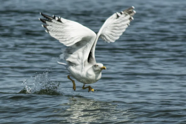 Fiskmås som flyger över havet — Stockfoto