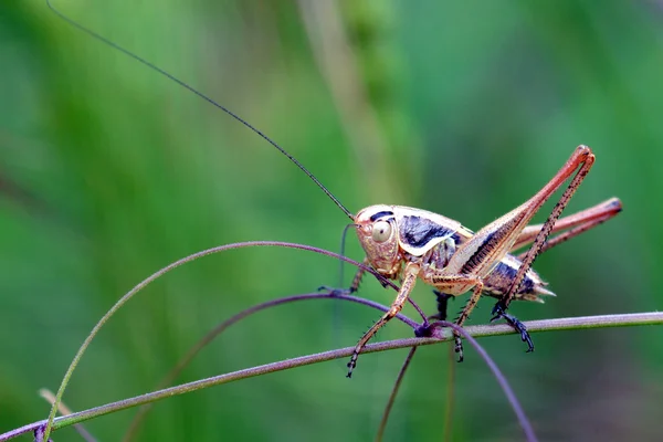 Saltamontes sobre hierba — Foto de Stock