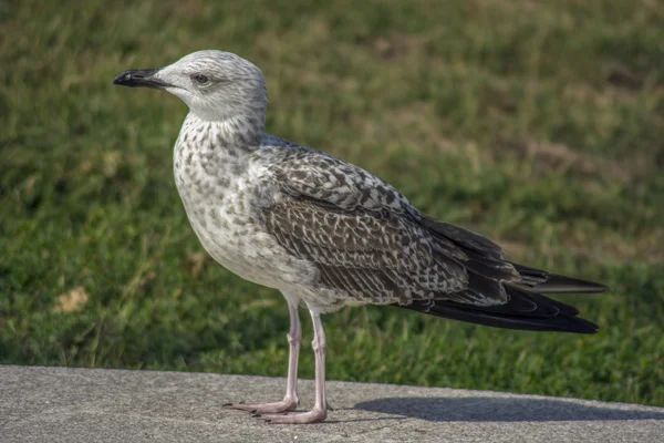 Jeune mouette à terre — Photo