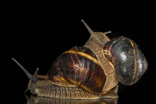 Snails on black background — Stock Photo, Image