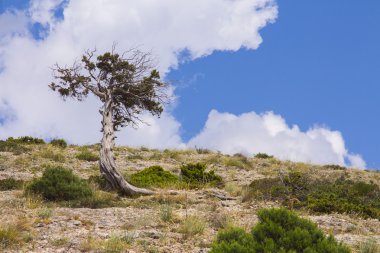 Tepedeki yalnız ağaç