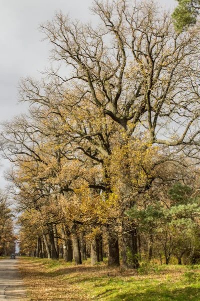 Hösten i parken Sofiyivka — Stockfoto