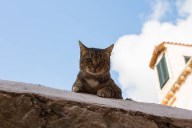 Bir sokak kedisi aşağı bakıyor. Dubrovnik 'in eski kasabası. Hırvatistan