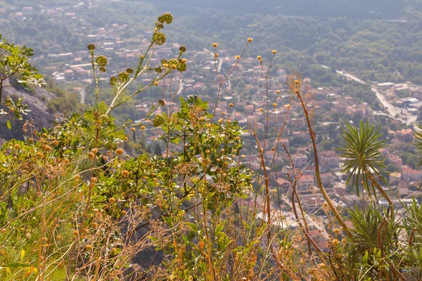 Wild Plants Top Mountain Town Kotor Montenegro — Photo