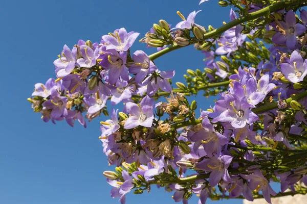 Красивые Фиолетовые Цветы Фоне Голубого Неба — стоковое фото