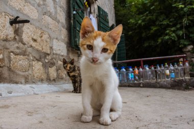Eski Kotor kasabasındaki kırmızı kedi yavrusu. Karadağ 