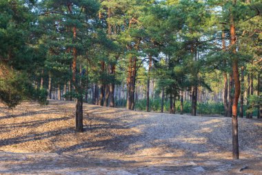 Güneşli bir yaz gününde Kyiv yakınlarında kozalaklı bir orman. Ukrayna 