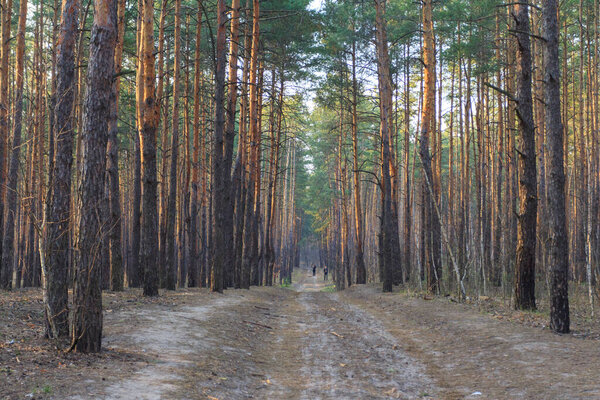 Coniferous forest near Kyiv on a sunny summer day. Ukraine 