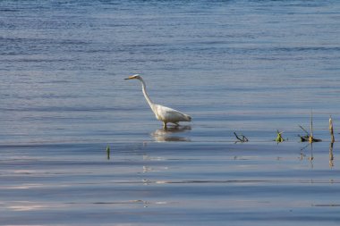 Beyaz balıkçıl Dnipro Nehri 'nde balık sürüsü boyunca yürüyor. Ukrayna