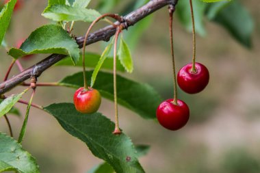Yazın bahçedeki bir dalda olgun kirazlar 