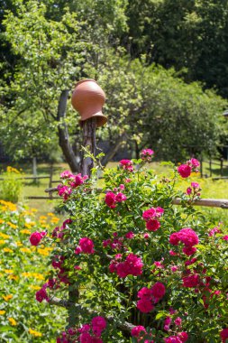Pereyaslav kentindeki açık hava müzesine kil sürahiler asılan çitin yakınındaki bir gül çalısı. Ukrayna 