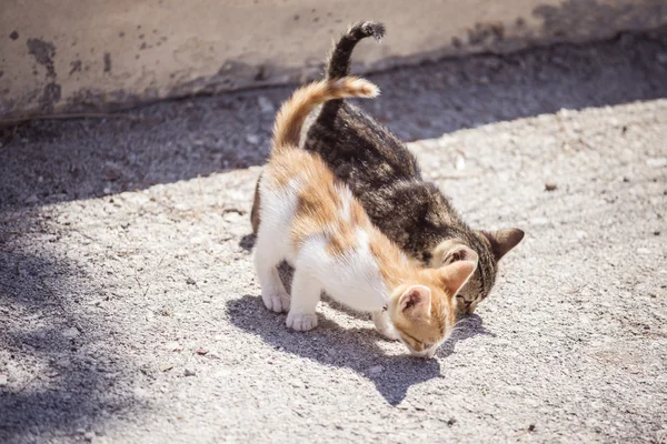 İki tatlı küçük kediler — Stok fotoğraf