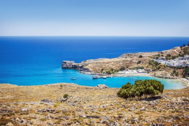 Yalnız ağaç arka plan deniz ve şehir üzerinde