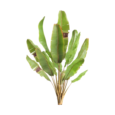 Ensete ventricosum Maurelii bitkileri şeffaf arkaplan priminde 3d illüstrasyon