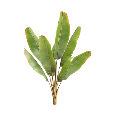 Ensete ventricosum Maurelii bitkileri şeffaf arkaplan priminde 3d illüstrasyon