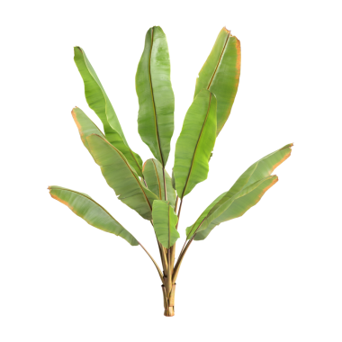 Ensete ventricosum Maurelii bitkileri şeffaf arkaplan priminde 3d illüstrasyon